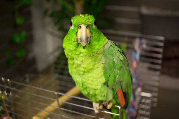 Amazon Parrot