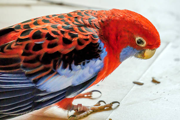 Crimson Rosella