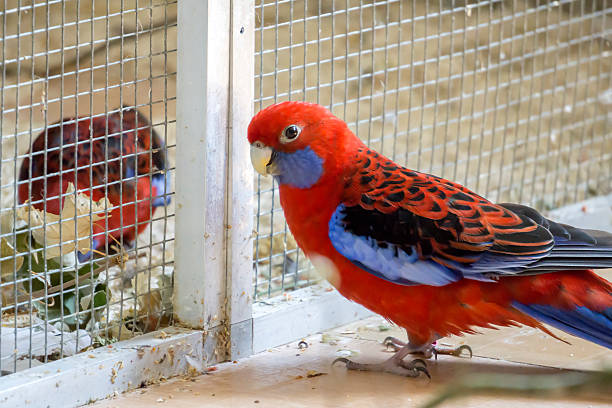 Crimson Rosella