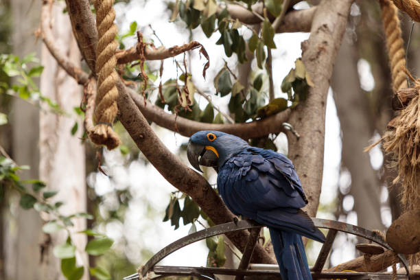 Hyacinth Macaw