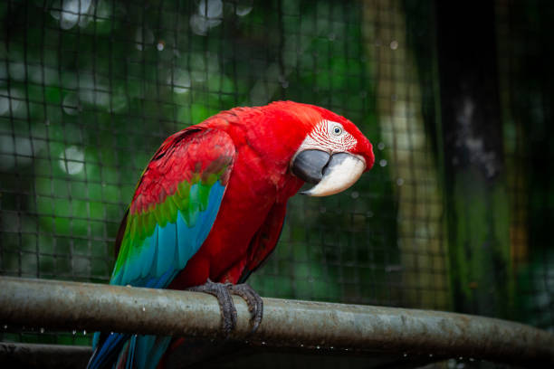 Scarlet Macaw