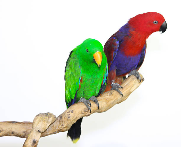 Eclectus Parrot Pair