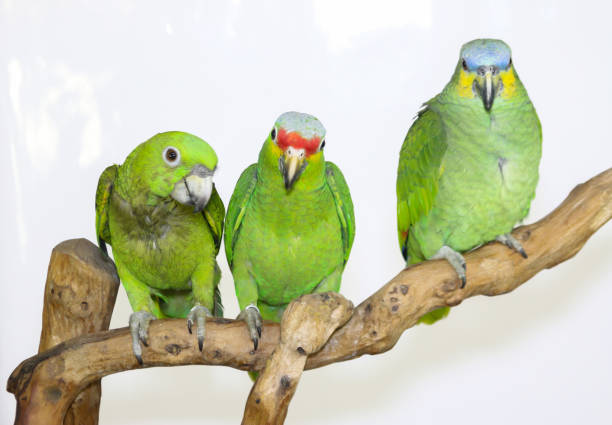 Lilacine Amazon parrot